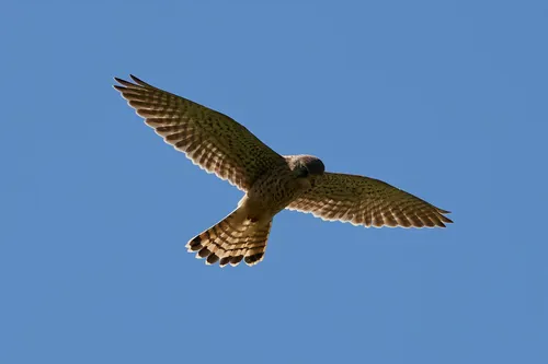 This wildlife photograph shows a kestrel hovering in the clear blue sky during the late morning of a spring day. The animal, a bird of prey, is captured with its wings spread wide as it searches for food. The image focuses entirely on the kestrel, highlighting its plumage and flight posture against the backdrop of the sky. This photograph exemplifies animals in their natural habitat, specifically showcasing the behavior of kestrels among birds in springtime.